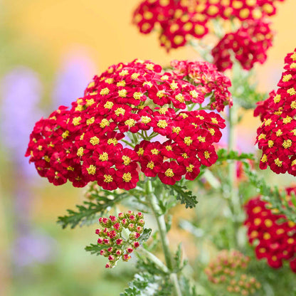 Yarrow 'Colour Burst Red'