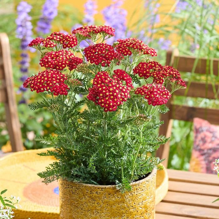 Yarrow 'Colour Burst Red'