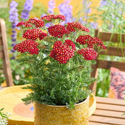 Yarrow 'Colour Burst Red'