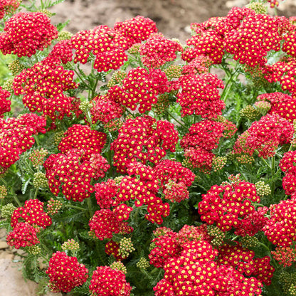 Yarrow 'Colour Burst Red'
