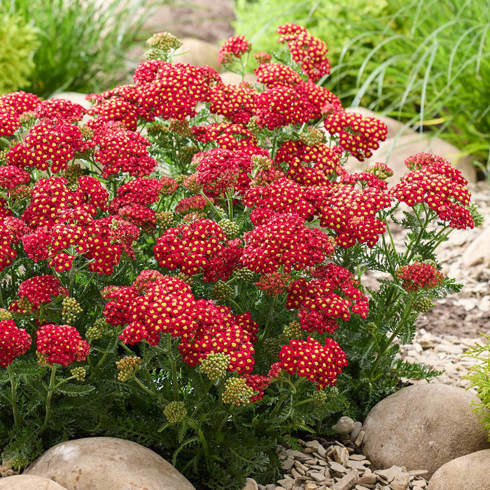 Yarrow 'Colour Burst Red'