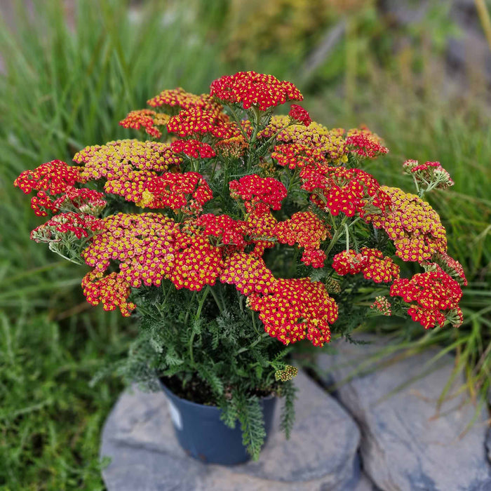 Yarrow 'Colour Burst Red'