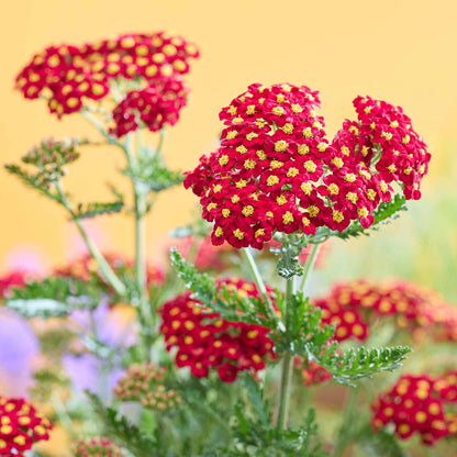 Yarrow 'Colour Burst Red'