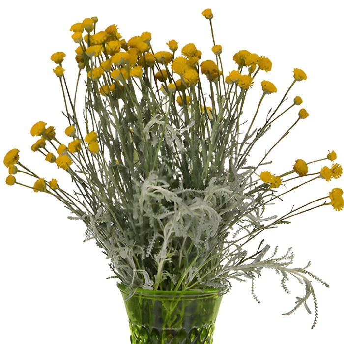 Yellow Santolina Herb Filler Flower