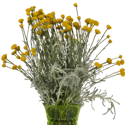 Yellow Santolina Herb Filler Flower
