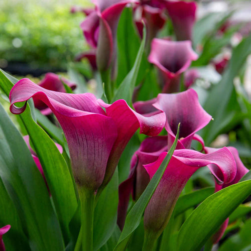 Zantedeschia 'Royal Valentine'