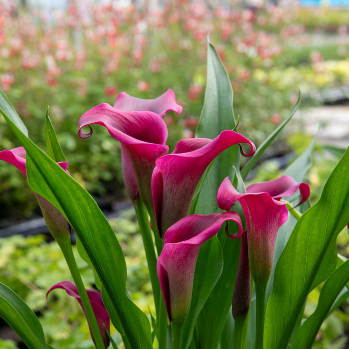 Zantedeschia 'Royal Valentine'