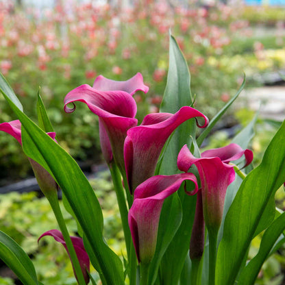 Zantedeschia 'Royal Valentine'