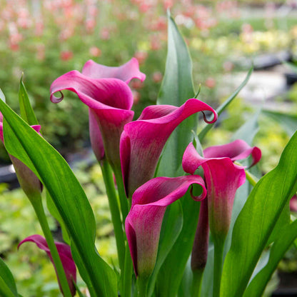 Zantedeschia 'Royal Valentine'