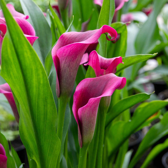 Zantedeschia 'Royal Valentine'