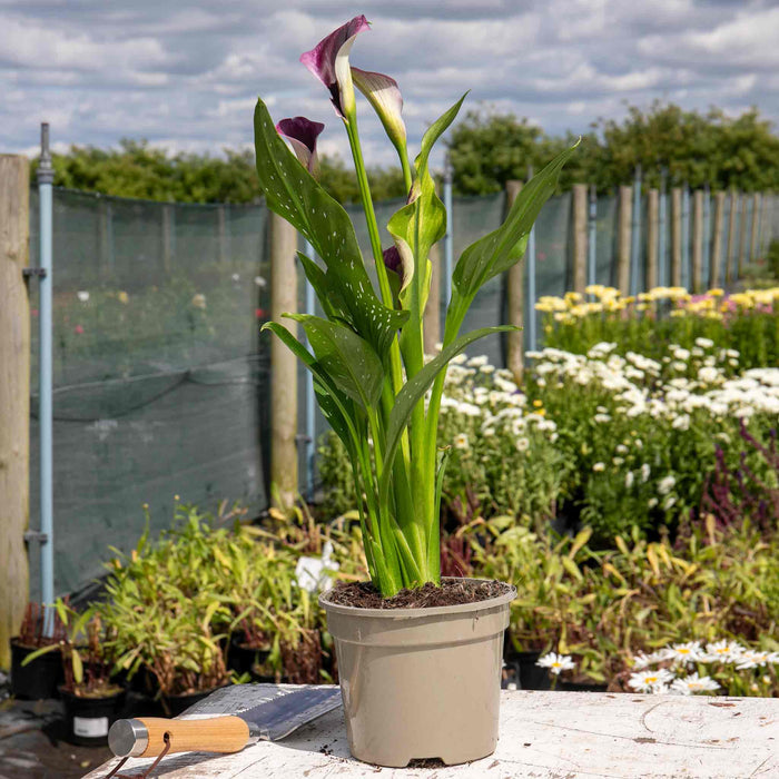 Zantedeschia 'Royal Valentine'