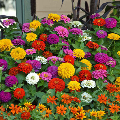 Zinnia 'Zesty' F1 Mix