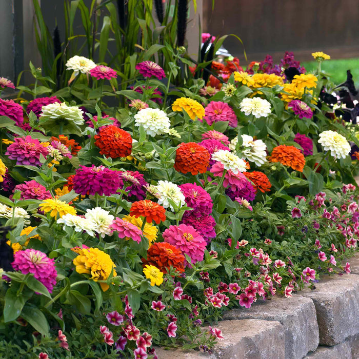 Zinnia 'Zesty' F1 Mix