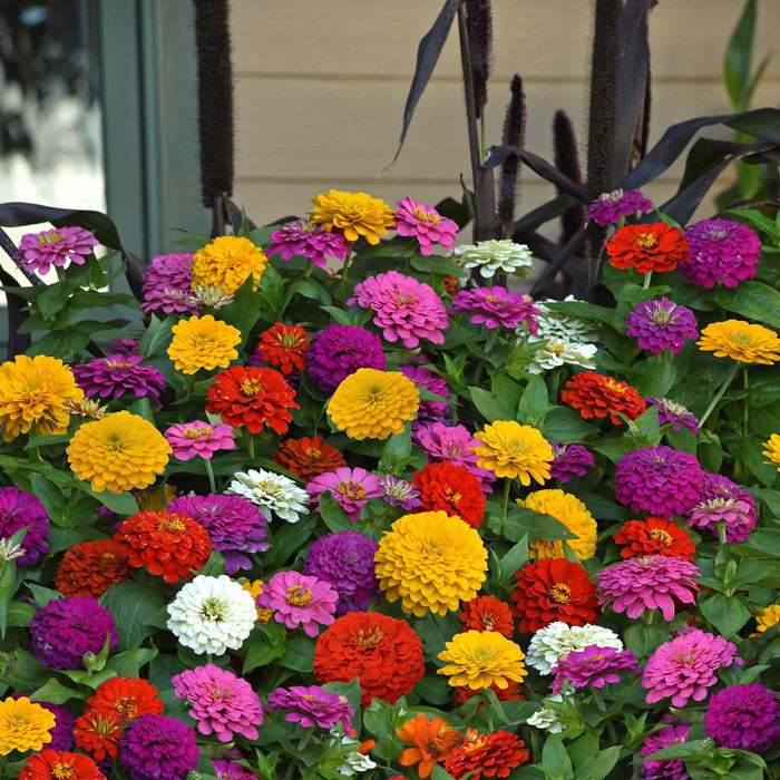 Zinnia 'Zesty' F1 Mix