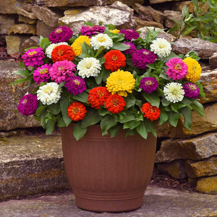 Zinnia 'Zesty' F1 Mix